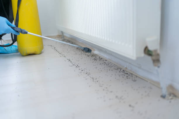 Flea Control Services in Fair Lakes, VA